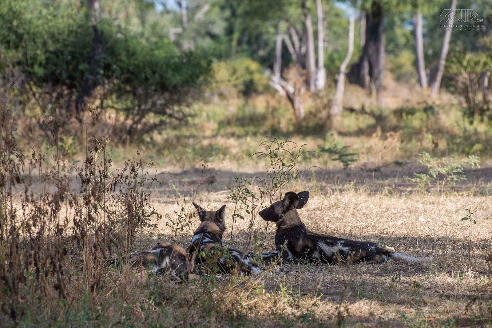 South Luangwa - Wild dogs During our 5 days of safari in South Luangwa we also encountered a pack of African wild dogs (African Painted dog, Lycaon pictus) several times. It is an endangered species that can travel huge distances. They have very strong social bonds and are specialised pack hunters of common medium-sized antelopes. Stefan Cruysberghs